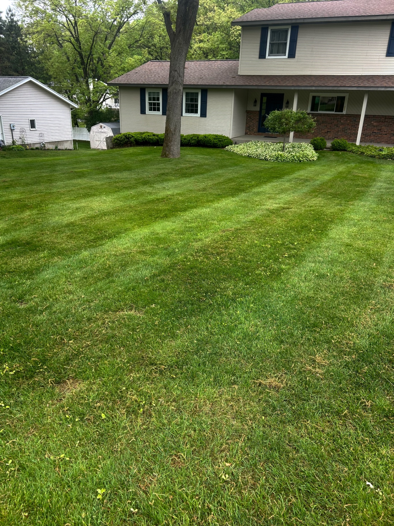 Freshly cut lawn with clean mow stripes